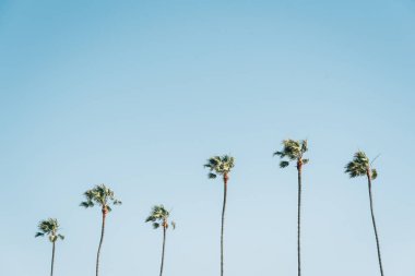 Newport Beach, Orange County, Califo mavi gökyüzünde palmiye ağaçları