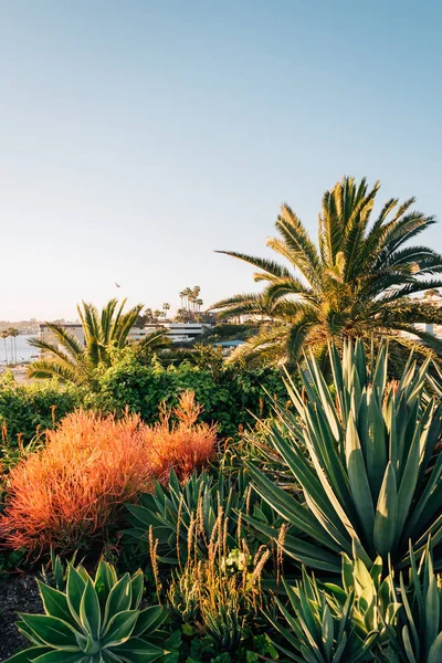 Zahrada a palm stromy v Corona del Mar, Newport Beach, Californ — Stock fotografie