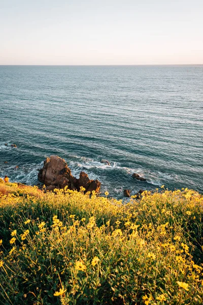 Gele bloemen en rotsachtige kust in Corona del Mar, Newport Beach, — Stockfoto