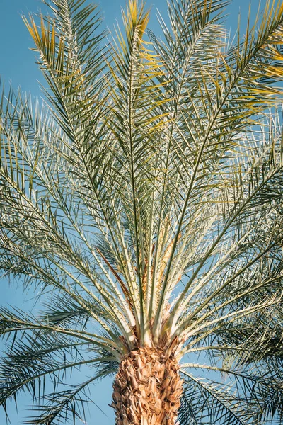 Palmenbaumdetails, in Palmfedern, Kalifornien — Stockfoto