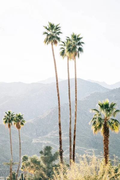 Palmeiras e montanhas em Palm Springs, Califórnia — Fotografia de Stock