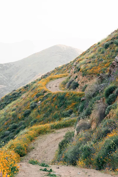 Papaveri lungo il Walker Canyon Trail nel lago Elsinore, Californ — Foto Stock