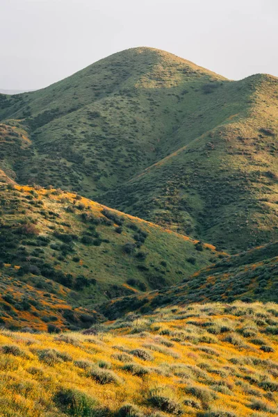 Papaveri e verdi colline al Walker Canyon, nel lago Elsinore, Cali — Foto Stock