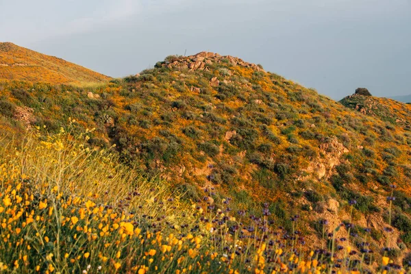 Papaveri e colline al Walker Canyon, nel lago Elsinore, California — Foto Stock