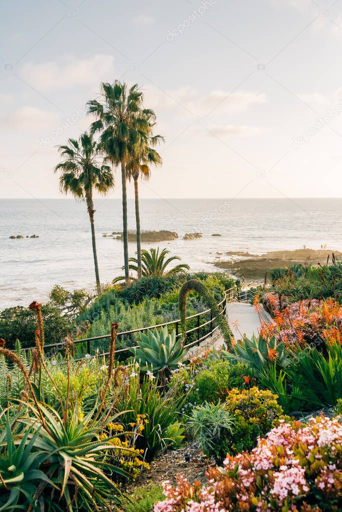 Palm trees and gardens at Heisler Park, in Laguna Beach, Orange 