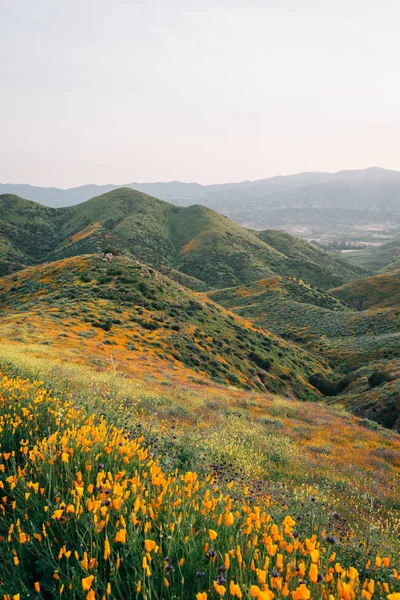 Papaveri e vista sulle colline del Walker Canyon, nel lago di Elsinore, Ca — Foto Stock