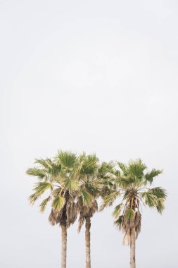 Palmiye ağaçları Galveston, Texas