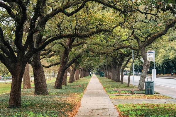 Sidewalk with overhanging trees in Houston, Texas — Stock Photo, Image
