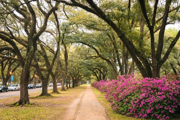 Azaleas and trees along a path at Rice University, Houston, Texa — Stock Photo, Image