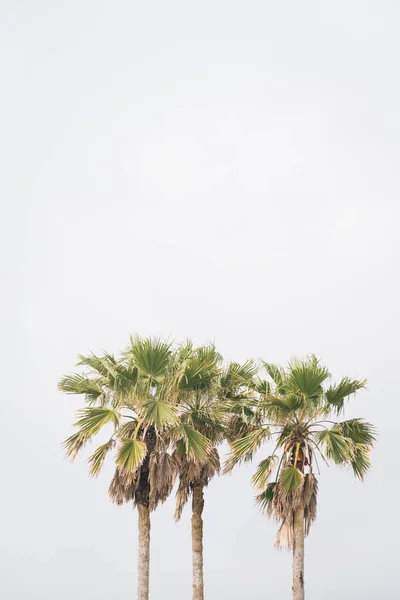 Пальмові дерева у Галвестон, Техас — стокове фото