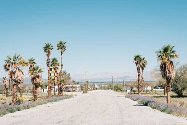 Palmen entlang einer Straße in der Wüste von Kalifornien — Stockfoto