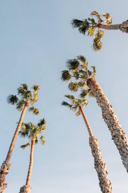 San Clemente, Orange County, Kaliforniya palmiye ağaçlarında