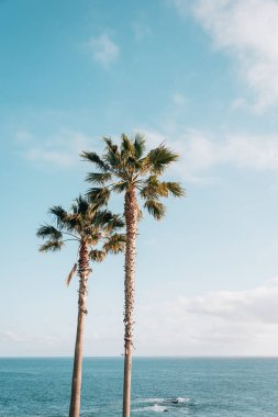Palmiye ağaçları ve Pasifik Okyanusu Treasure Island Park, lag içinde