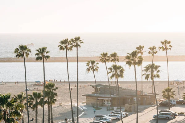 Palmiye ağaçları ve plaj, Corona del Mar, Newport Beach, Cali — Stok fotoğraf