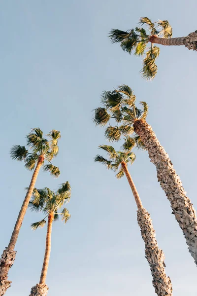 Palm trees in San Clemente, Orange County, California — Stock Photo, Image