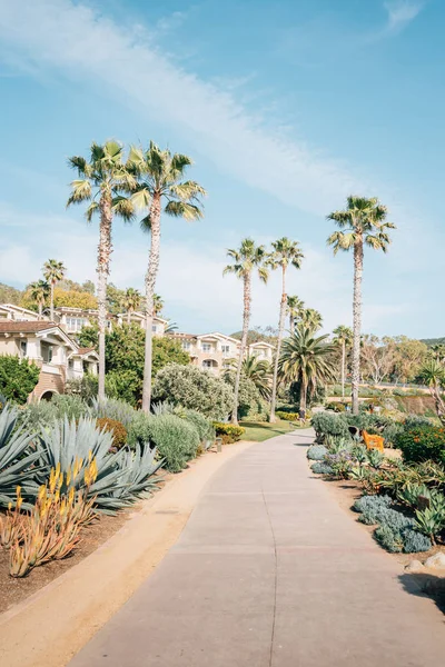 Palm trees along a path at Treasure Island Park, in Laguna Beach — Stock Photo, Image