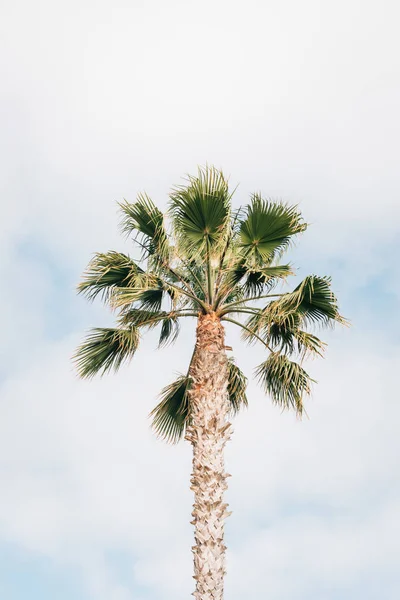 Palm tree at Treasure Island Park, in Laguna Beach, Orange Count — Stock Photo, Image