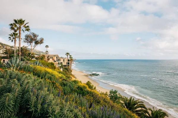 Flowers and the Pacific Ocean, at Treasure Island Park in Laguna — Stock Photo, Image