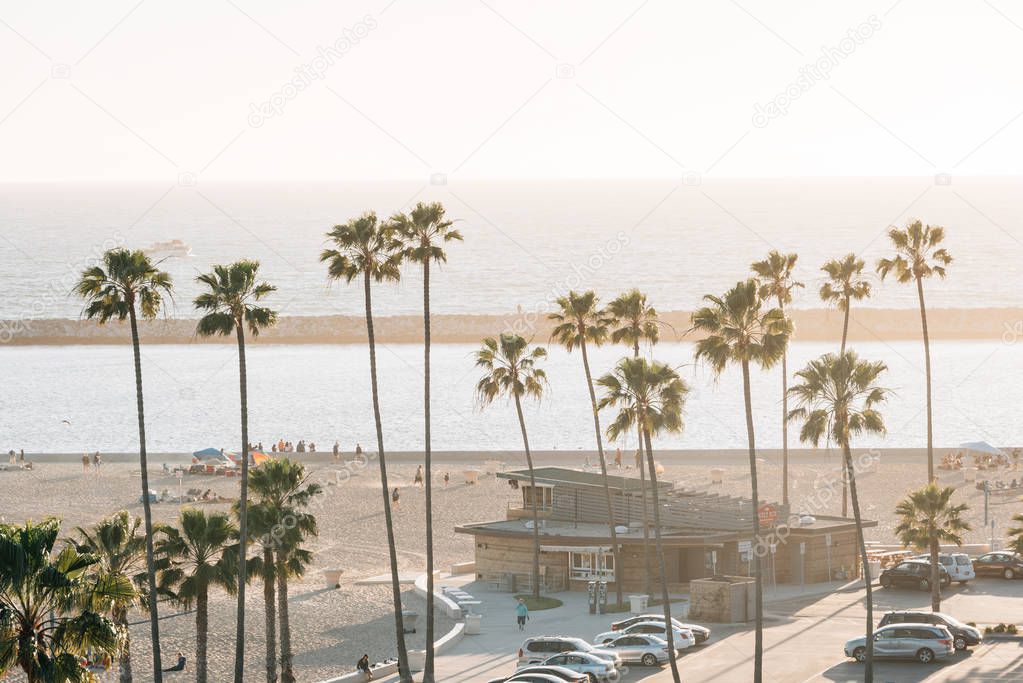 Palm trees and the beach, in Corona del Mar, Newport Beach, Cali