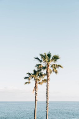 Palmiye ağaçları ve Pasifik Okyanusu Treasure Island Park, lag içinde