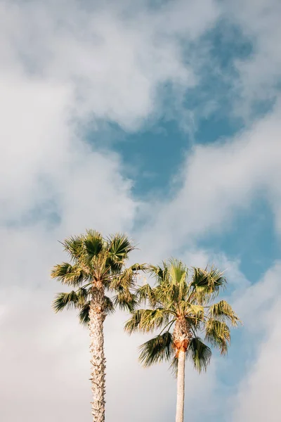 Palm trees at Treasure Island Park, in Laguna Beach, Orange Coun — Stock Photo, Image