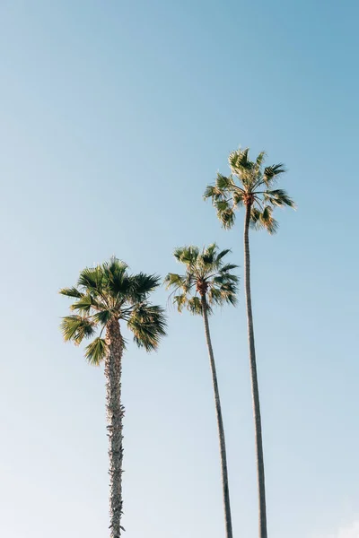 Palm trees at Treasure Island Park, in Laguna Beach, Orange Coun — Stock Photo, Image