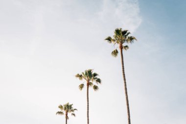 Laguna Beach, Orange County, California palmiye ağaçları