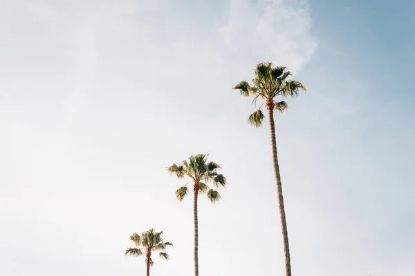 Palmeiras em Laguna Beach, Orange County, Califórnia — Fotografia de Stock