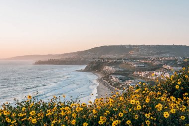 Sarı çiçekler ve Dana Point Burnu 'ndan Strand Sahili manzarası