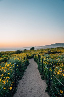 Yol ve sarı çiçekler gün batımında, Dana Point Headlands Conse at