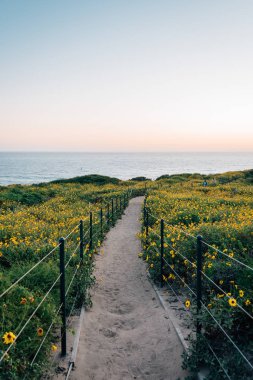 Yol ve sarı çiçekler gün batımında, Dana Point Headlands Conse at