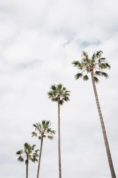 Palm trees in Newport Beach, California — Stock Photo, Image