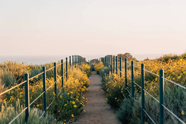 Yellow flowers and trail at Hilltop Park, Dana Point, Orange Cou — Stock Photo, Image