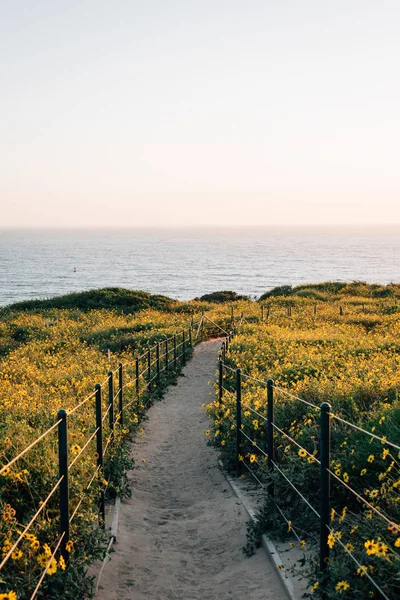 Fiori gialli e sentiero a Dana Point Headlands Conservation Ar — Foto Stock