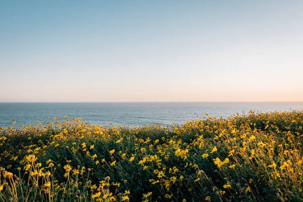 Flores amarelas e vista para o Oceano Pacífico em Dana Point Headl — Fotografia de Stock
