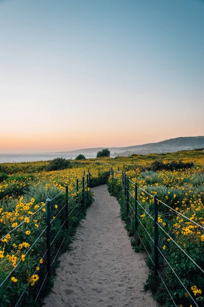 Sentiero e fiori gialli al tramonto, a Dana Point Headlands Conse — Foto Stock