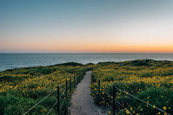 Pad en gele bloemen bij zonsondergang, bij Dana Point Headlands conse — Stockfoto