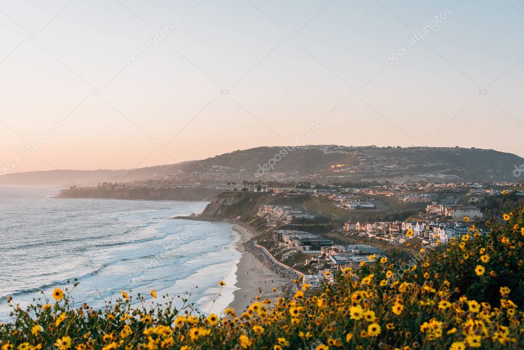 Yellow flowers and view of Strand Beach from Dana Point Headland