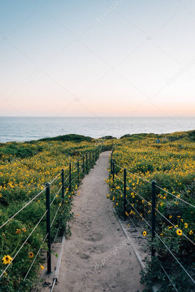 Path and yellow flowers at sunset, at Dana Point Headlands Conse