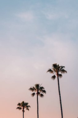 Gün batımında, palmiye ağaçlarında Laguna Beach, Orange County, Kaliforniya