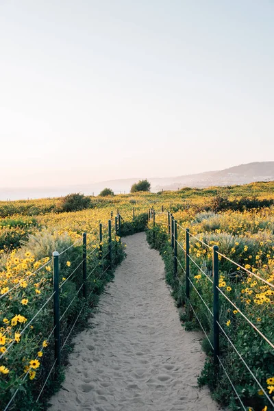 Trail with yellow flowers at Dana Point Headlands, in Dana Point — Stock Photo, Image