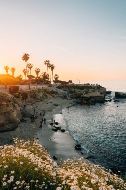 Çiçekler ve gün batımında bir plaj görünümü, La Jolla, San Diego, C