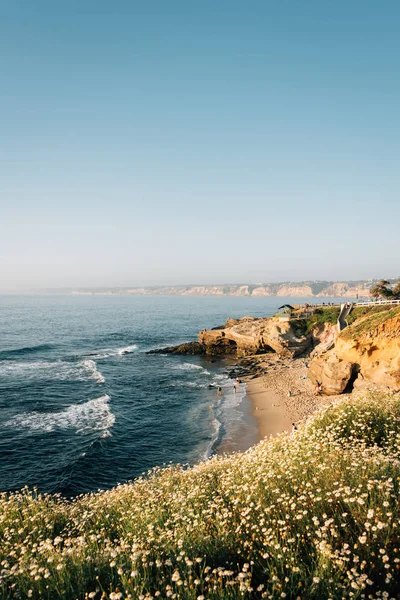 Flores y costa rocosa, en San Diego, California — Foto de Stock