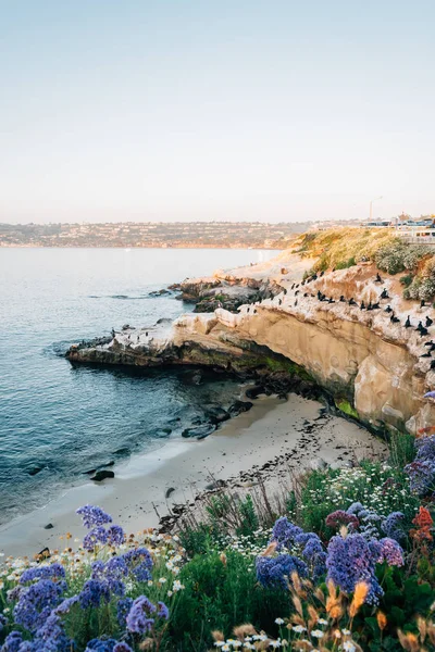 Blumen und felsige Küste bei Sonnenuntergang, in la jolla, san diego, calif — Stockfoto