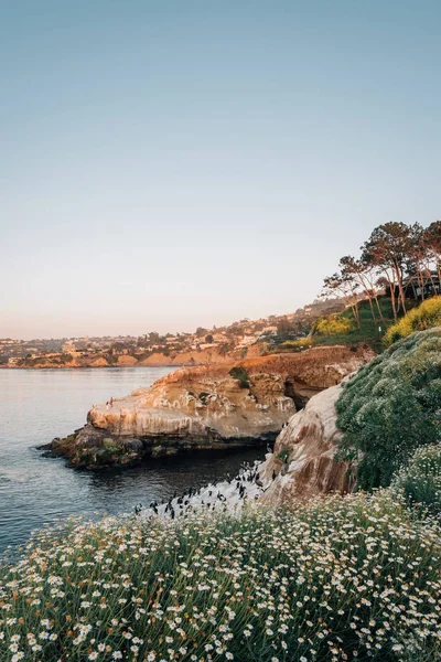 Flores y costa rocosa al atardecer, en La Jolla, San Diego, California — Foto de Stock