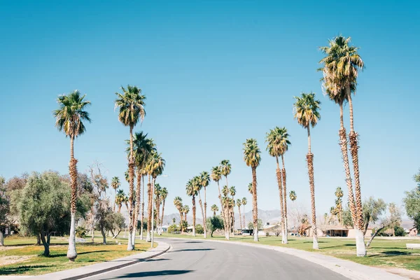 Palmeras a lo largo de una carretera en el lago Tamarisk, en el centro del desierto, Cali — Foto de Stock