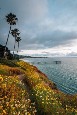 La Jolla, San Die'de gün batımında Scripps İskelesi'nin çiçekleri ve manzarası