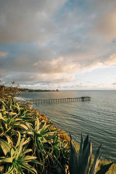 Blumen und Blick auf die Seebrücke bei Sonnenuntergang in la jolla, san die — Stockfoto