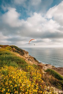 Yellow flowers at the Gliderport, Torrey Pines State Reserve, Sa clipart