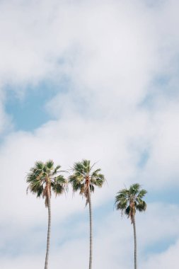 La Jolla Shores palmiye ağaçları, San Diego, Kaliforniya